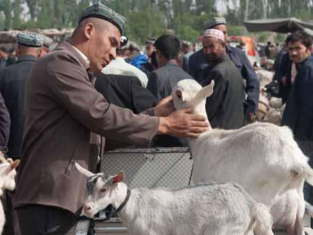 A Uyghur men inspecting a billy goat