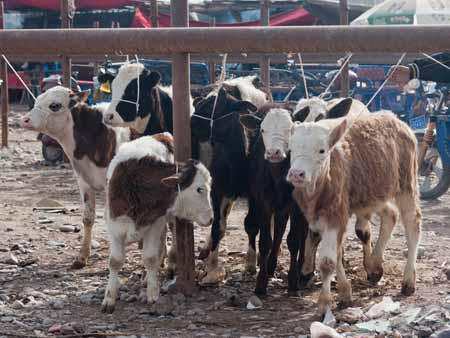 Cows ready to be sold at the Kashgar livestock market
