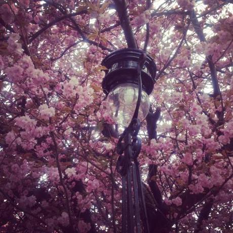Cherry Blossom, Instagram, Edinburgh