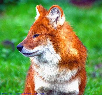 The Dhole: Asia's Unique Species Of Endangered Wild Dog
