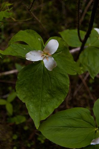name that flower 20120513_spokane_libertylake-26