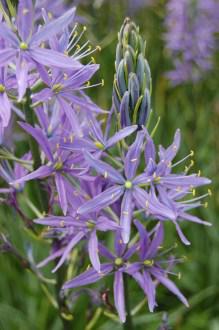 Camassia leichtlinii Flower (05/05/2012, Kew, London)