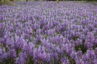 Camassia leichtlinii (05/05/2012, Kew, London)