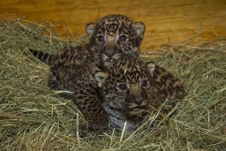 Jaguar Cubs born in San Diego Zoo on April 26, 2012: image via San Diego Zoo