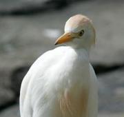 Heron Heron