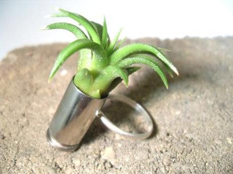 Trends: Air Plants in Rings, Necklaces, etc. What do we think?...