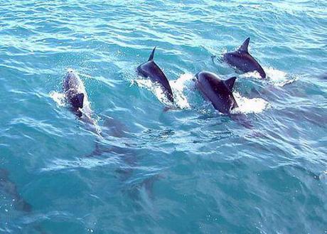 Cause of Dolphin Deaths Still Being Questioned