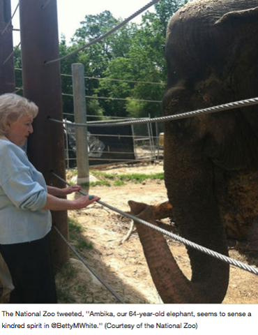 Elephants Give Trunk Salute To The 2012 Olympic Torch In The UK