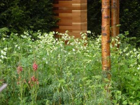 close up on plants in Joe Swifts garden