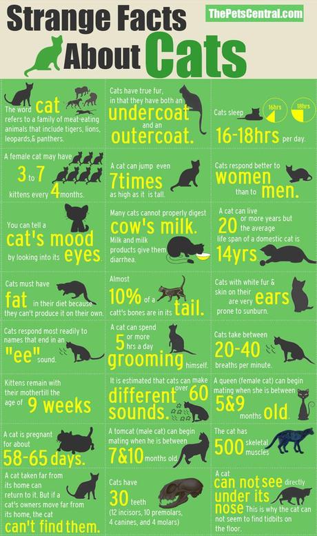 Strange Facts about Cats Infographic