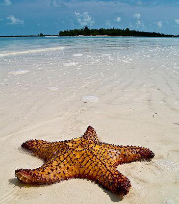 15 Stunning Pictures Of Starfish Sunbathing