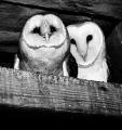 Fact Or Fiction: Barn Owls Inhabited The Smithsonian?