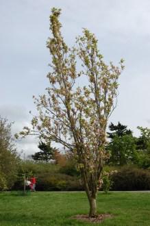 Prunus serrulata 'Amanogawa' (05/05/2012, Kew Gardens, London)