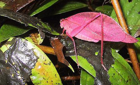 The Extraordinary Pink Katydid The Extraordinary Pink Katydid