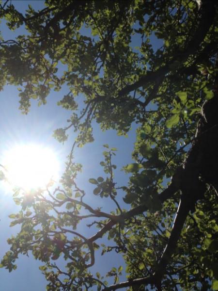 sunlight through the apple tree