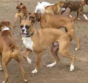 Boxer Dog Boxer Dog