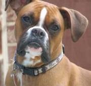 Boxer Dog Boxer Dog