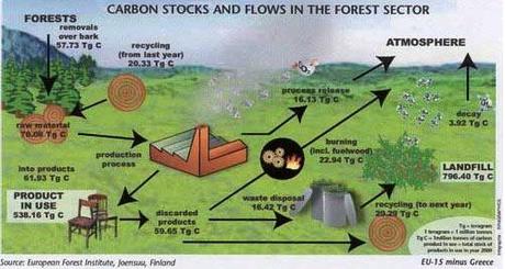 A Pressing Need For Afforestation
