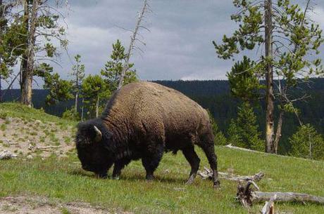 Boulder, Colorado, turning down gift of bison.