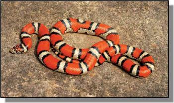 Popular Pet Snake: Milk Snake