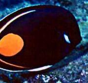 Tang Tang