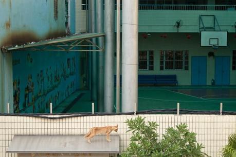 One day in Macau, 'Las Vegas' of China, 2008 Ch_macau_cat2_img_7653-800x533