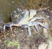 Crab Crab