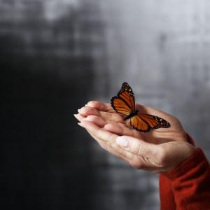 Hands Holding Butterfly The Soul of Blogging (Process)