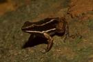 AMPHIBIAN PROJECT PROGRESSES AMPHIBIAN PROJECT PROGRESSES