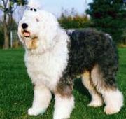 Old English Sheepdog Old English Sheepdog