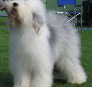 Old English Sheepdog Old English Sheepdog