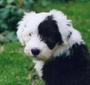 Old English Sheepdog Old English Sheepdog