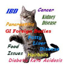 A healthy diet can help prevent these diseases: image via vet-pet-health-advice.com