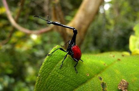 The Remarkable Giraffe Weevil Of Madagascar The Remarkable Giraffe Weevil Of Madagascar