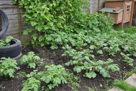 Three varieties and the tire planter to the left