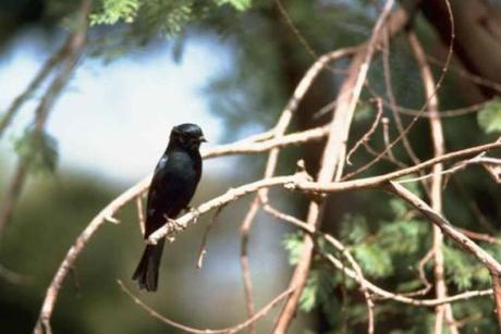 Blackbirds are adding human-based noises to their song repertoire