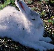 Arctic Hare Arctic Hare