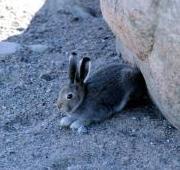 Arctic Hare Arctic Hare