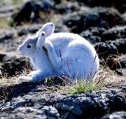 Arctic Hare Arctic Hare