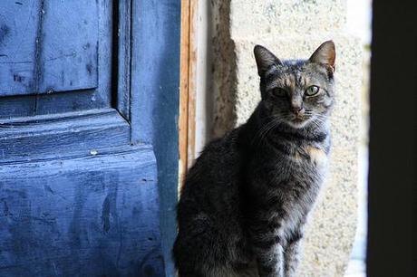 Why import workers in a bad economy? Beggar Cat