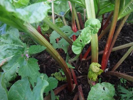2012_06060017 Garden Bloggers Harvest Day – June 2012