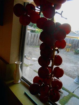 DSCN0433 DSCN0433