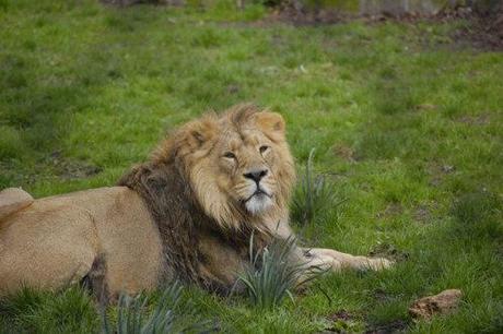 Asiatic lions at the zoo in Delhi, India, have benefited from homeopathic treatment
