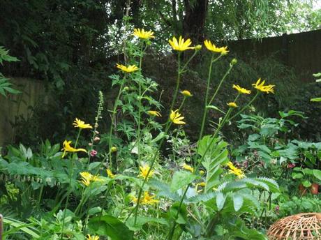 2012_06080012 Plant of the Moment: Leopards Bane