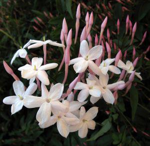 Jasmine-flower (1)
