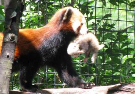 Mom red panda carries her cub to a nest box: photo via news-sentinel.com
