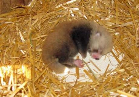 Baby red panda in nesting box at Fort Wayne's Children's Zoo: photo via news-sentinel.com/