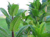 natural air freshener with peppermint
