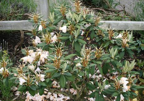 Deadheading Rhododendrons