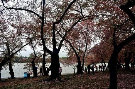 Washington D.C.'s National Cherry Blossom Festival
